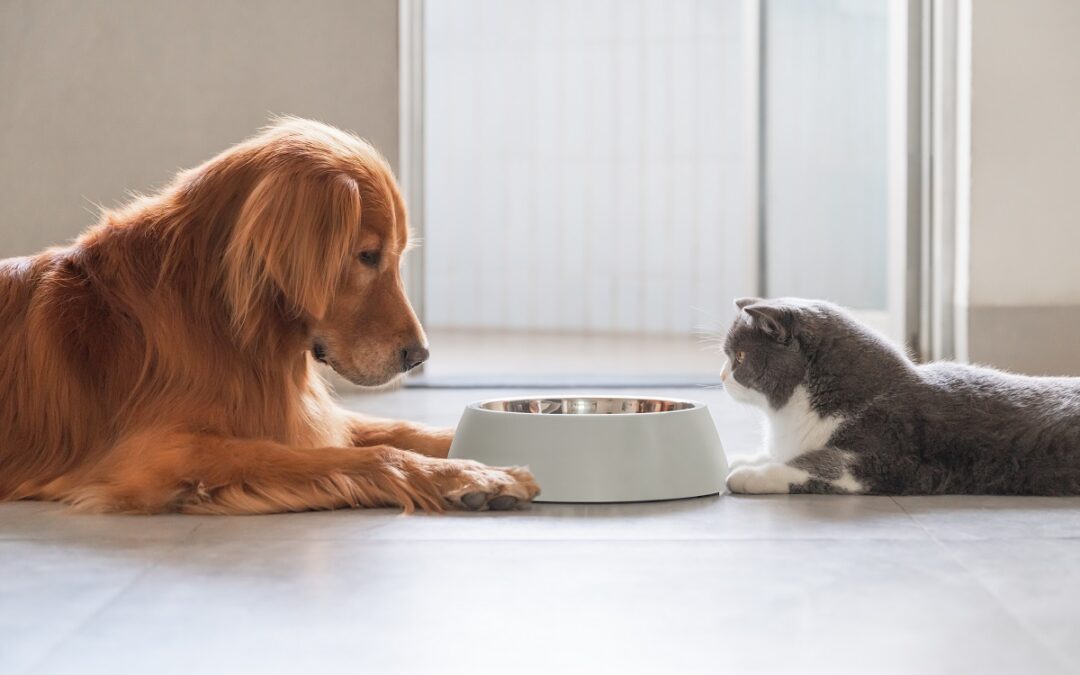 Inflammatory Bowel Disease in Dogs and Cats