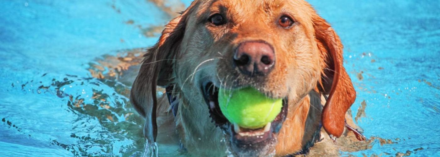 Dog Swimming